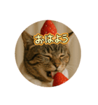にゃんこのコスプレ①（個別スタンプ：6）