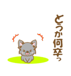 【犬屋】うちの子一番(チワワ)③（個別スタンプ：24）
