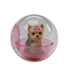 ヨークシャーテリアカプセルトイ（個別スタンプ：2）