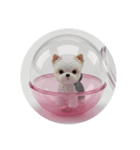 ヨークシャーテリアカプセルトイ（個別スタンプ：4）