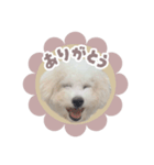 ビションのぷぷの毎日スタンプ（個別スタンプ：3）