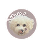 ビションのぷぷの毎日スタンプ（個別スタンプ：4）