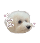 ビションのぷぷの毎日スタンプ（個別スタンプ：5）