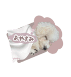 ビションのぷぷの毎日スタンプ（個別スタンプ：16）