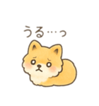 ポメラニアン？！日本語バージョン（個別スタンプ：13）