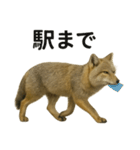 リアルなチベットスナギツネの日常感情表現（個別スタンプ：6）