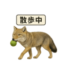 リアルなチベットスナギツネの日常感情表現（個別スタンプ：13）
