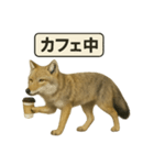 リアルなチベットスナギツネの日常感情表現（個別スタンプ：16）