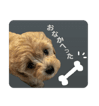 kuu⭐︎（個別スタンプ：11）