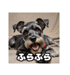ミニチュアシュナウザーは毎日過ごす（個別スタンプ：10）