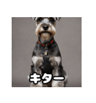 ミニチュアシュナウザーは毎日過ごす（個別スタンプ：11）