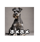 ミニチュアシュナウザーは毎日過ごす（個別スタンプ：12）
