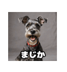 ミニチュアシュナウザーは毎日過ごす（個別スタンプ：13）
