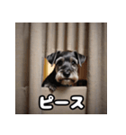 ミニチュアシュナウザーは毎日過ごす（個別スタンプ：24）