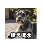 ミニチュアシュナウザーは毎日過ごす（個別スタンプ：26）