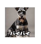 ミニチュアシュナウザーは毎日過ごす（個別スタンプ：29）