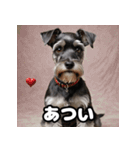ミニチュアシュナウザーは毎日過ごす（個別スタンプ：33）