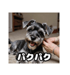 ミニチュアシュナウザーは毎日過ごす（個別スタンプ：35）