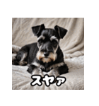 ミニチュアシュナウザーは毎日過ごす（個別スタンプ：38）
