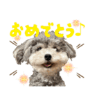 2025 ver. Pomme ＆ Belle（個別スタンプ：6）