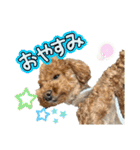 2025 ver. Pomme ＆ Belle（個別スタンプ：18）