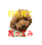 2025 ver. Pomme ＆ Belle（個別スタンプ：21）