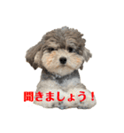 2025 ver. Pomme ＆ Belle（個別スタンプ：24）