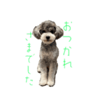 2025 ver. Pomme ＆ Belle（個別スタンプ：26）