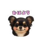 ブラックタンのチワワうめちゃん（個別スタンプ：2）