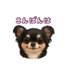 ブラックタンのチワワうめちゃん（個別スタンプ：4）