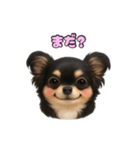ブラックタンのチワワうめちゃん（個別スタンプ：13）