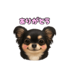 ブラックタンのチワワうめちゃん（個別スタンプ：15）