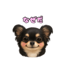 ブラックタンのチワワうめちゃん（個別スタンプ：31）