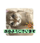 我が家のコジロウ（個別スタンプ：1）