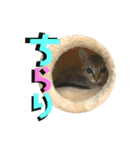 我が家のコジロウ（個別スタンプ：2）