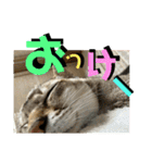我が家のコジロウ（個別スタンプ：3）