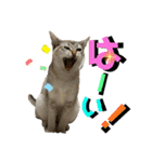 我が家のコジロウ（個別スタンプ：4）