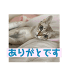 我が家のコジロウ（個別スタンプ：5）