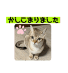我が家のコジロウ（個別スタンプ：7）