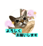 我が家のコジロウ（個別スタンプ：8）