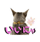 我が家のコジロウ（個別スタンプ：10）