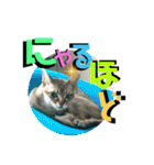 我が家のコジロウ（個別スタンプ：13）
