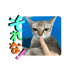 我が家のコジロウ（個別スタンプ：14）