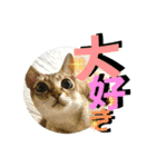 我が家のコジロウ（個別スタンプ：16）