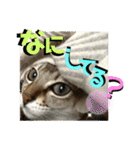 我が家のコジロウ（個別スタンプ：17）