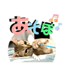 我が家のコジロウ（個別スタンプ：18）