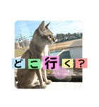 我が家のコジロウ（個別スタンプ：19）