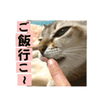 我が家のコジロウ（個別スタンプ：20）