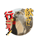 我が家のコジロウ（個別スタンプ：21）