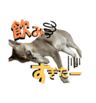 我が家のコジロウ（個別スタンプ：22）